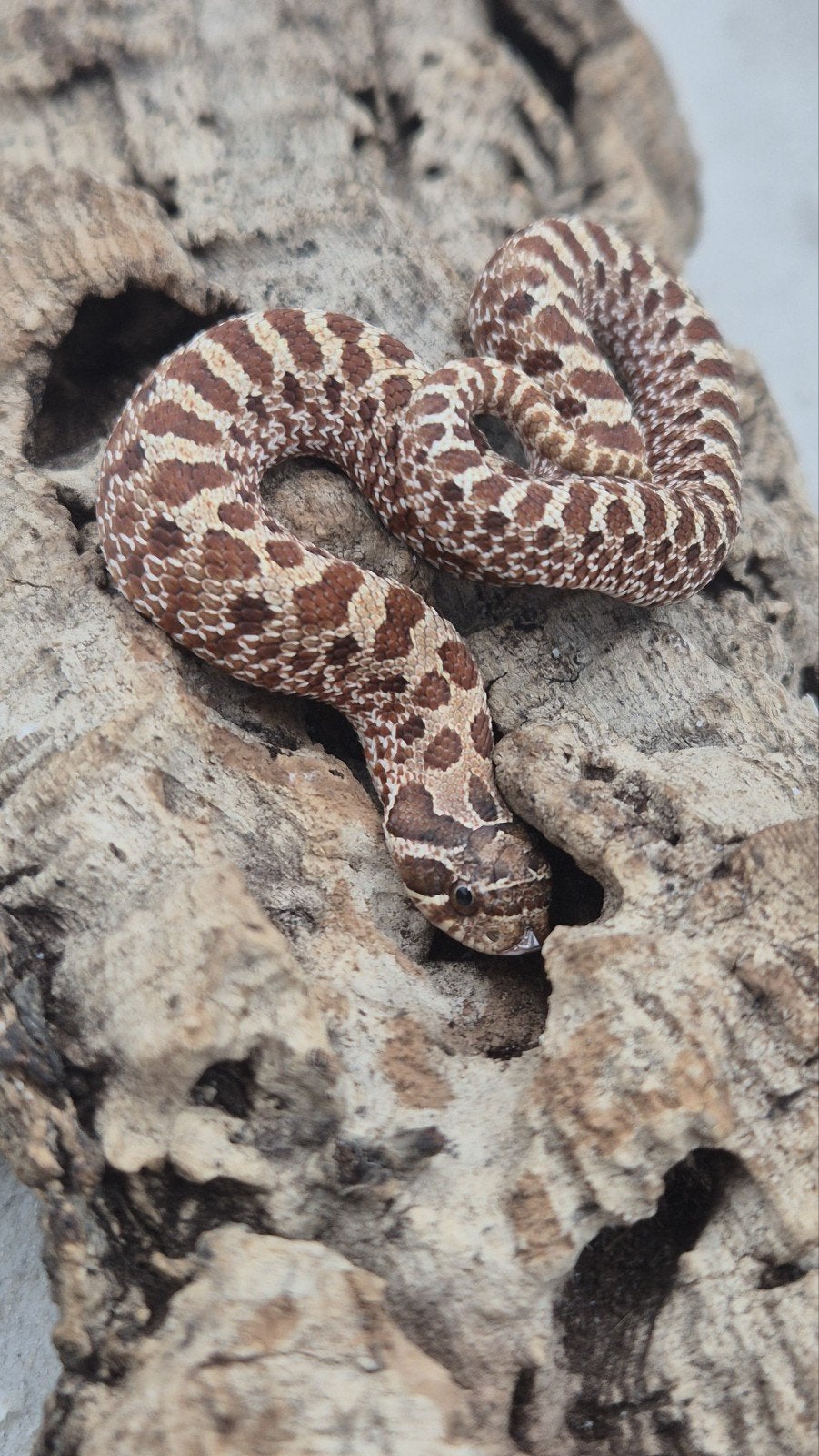 Haakneus slang Ex red het albino Hognose Snake photo 5