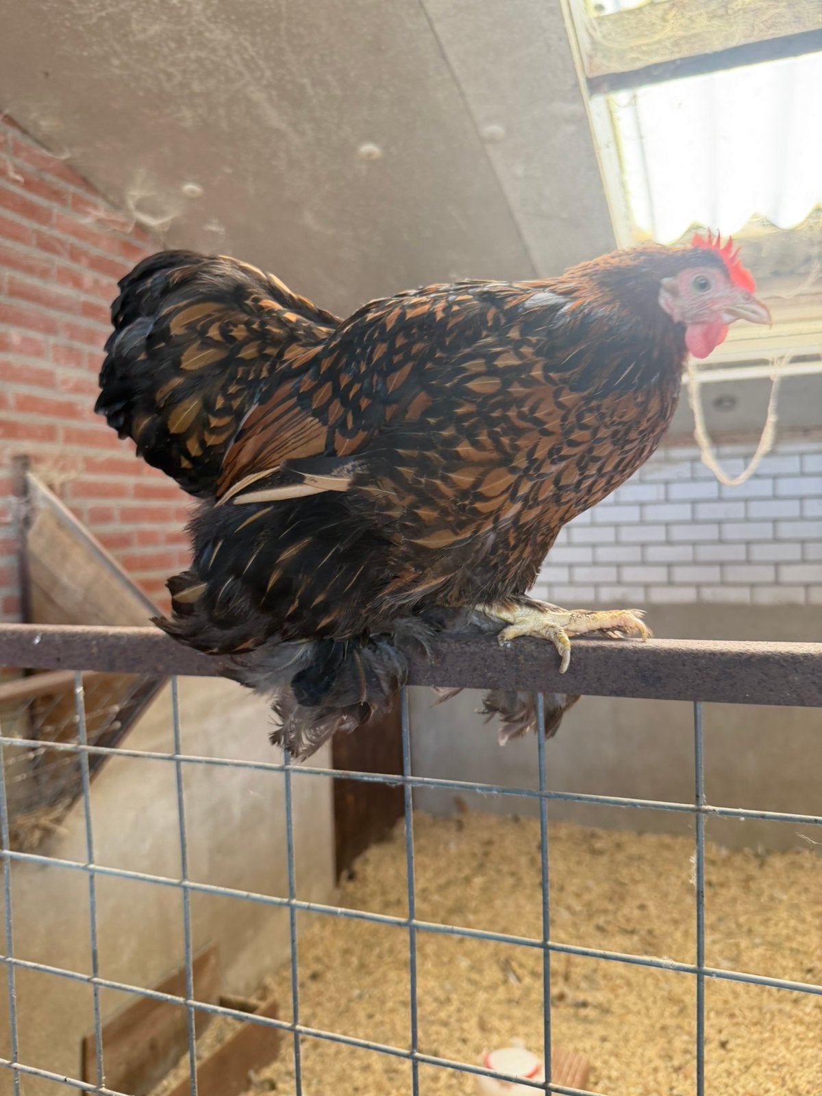 Cohin hennen kriel!, Dieren en Toebehoren, Pluimvee, Meerdere dieren, Kip