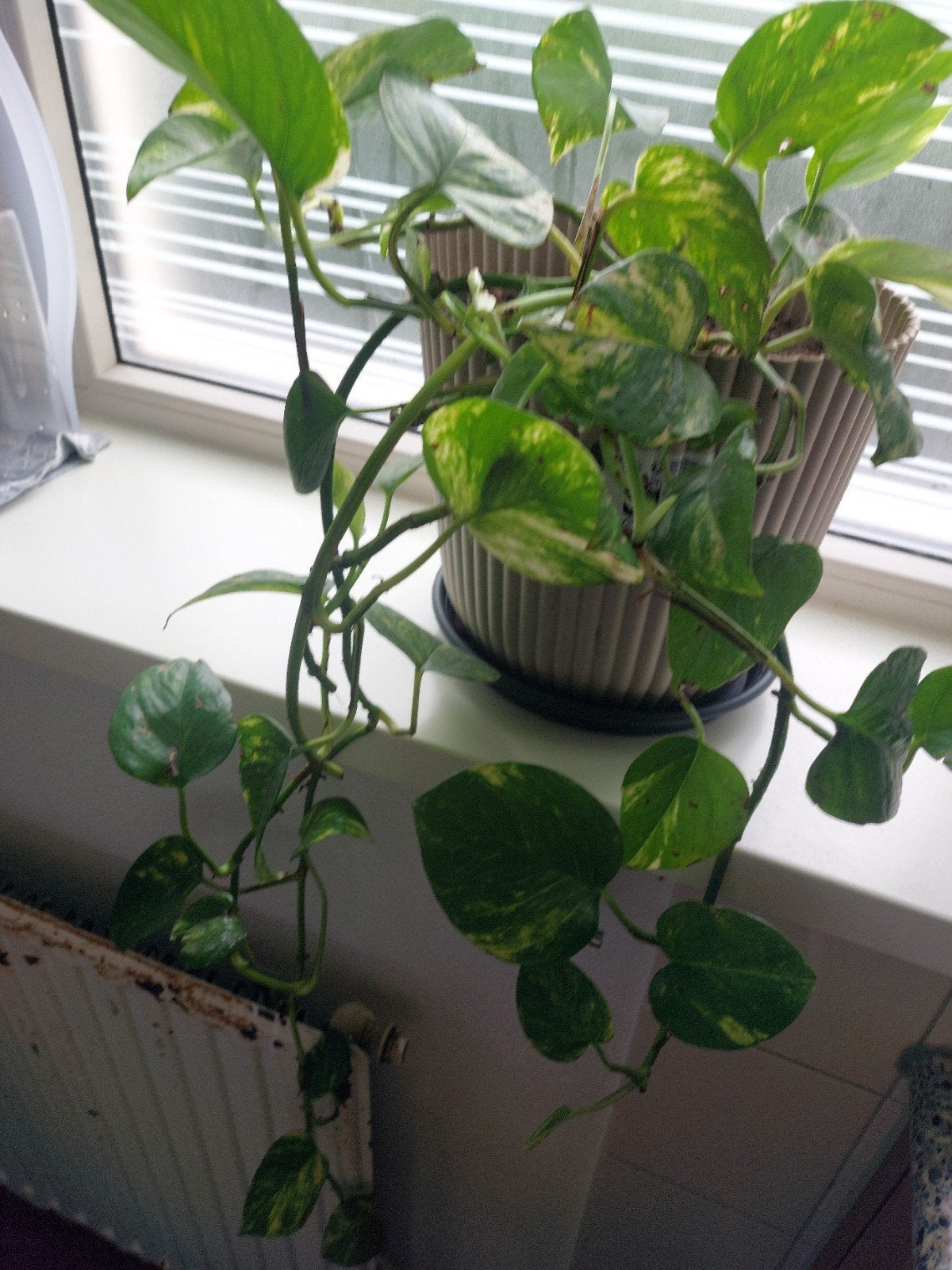 planten, Huis en Inrichting, Kamerplanten, Ophalen of Verzenden