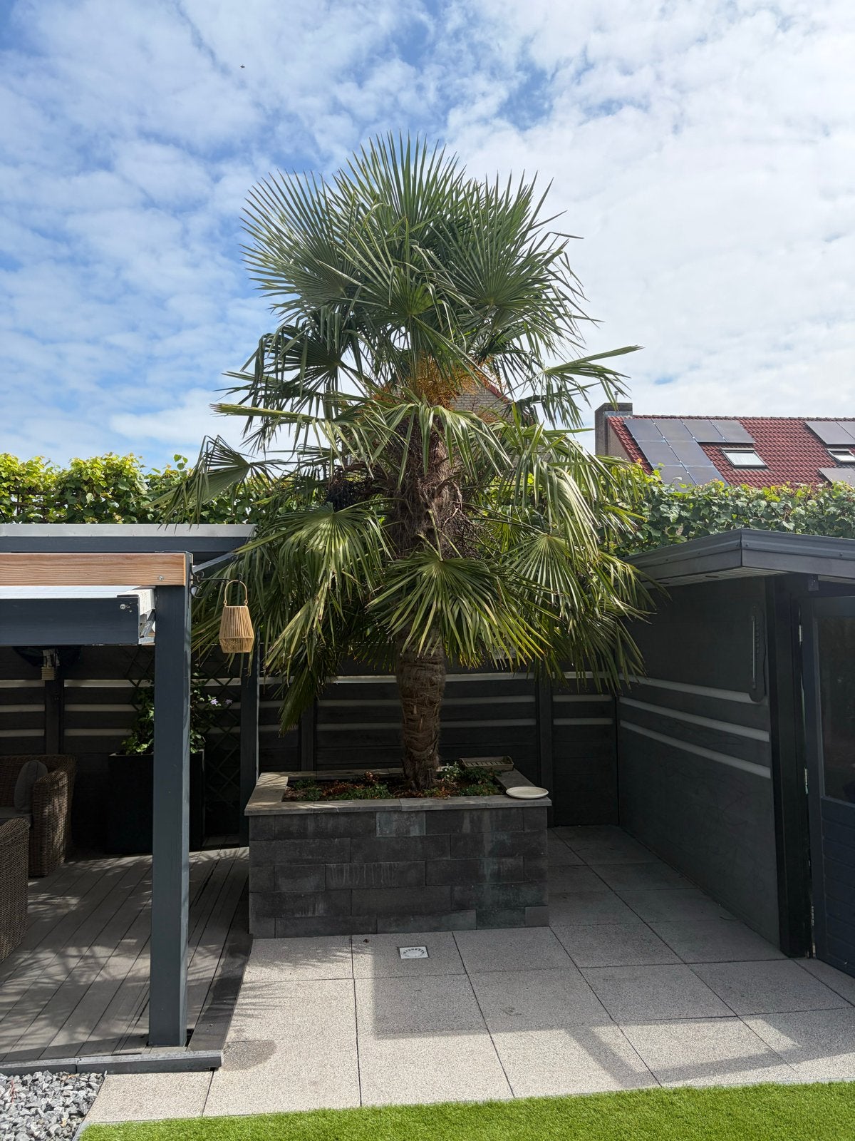 Gratis Chinese waaierpalm (Trachycarpus fortunei), Tuin en Terras, Volle zon, Vaste plant, Bloeit niet, Ophalen