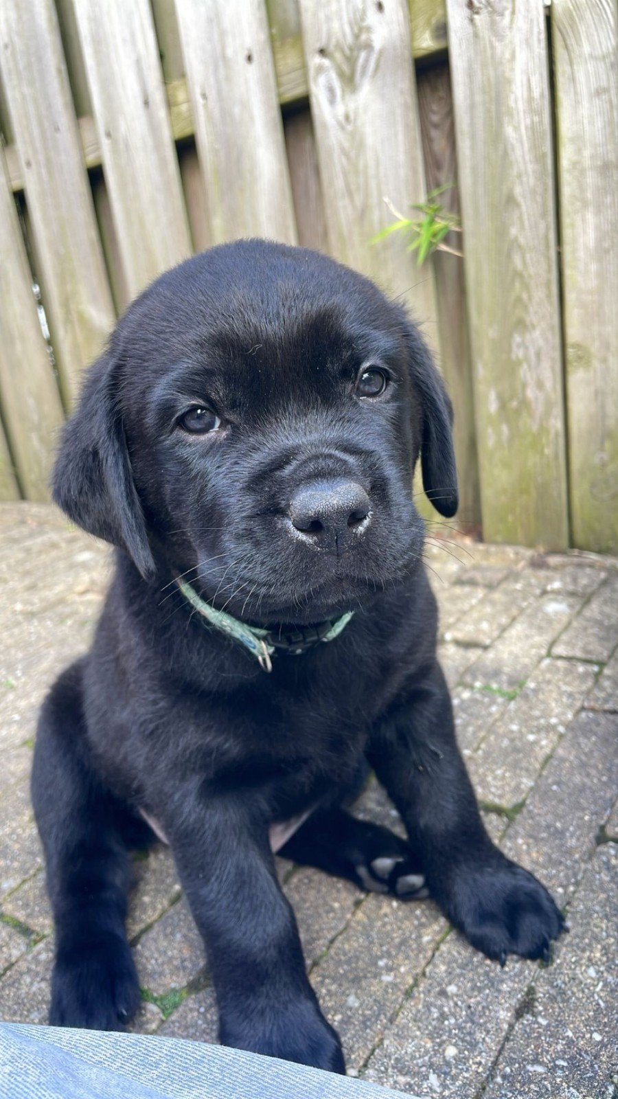 Rottweiler Labrador pups, 8 tot 15 weken, Meerdere, Meerdere dieren, Nederland