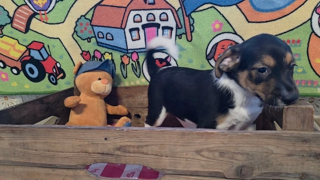 Prachtige 100% boerenfox pup driekleur (reutje), Parvo, Jack Russell Terriër, Reu, 8 tot 15 weken