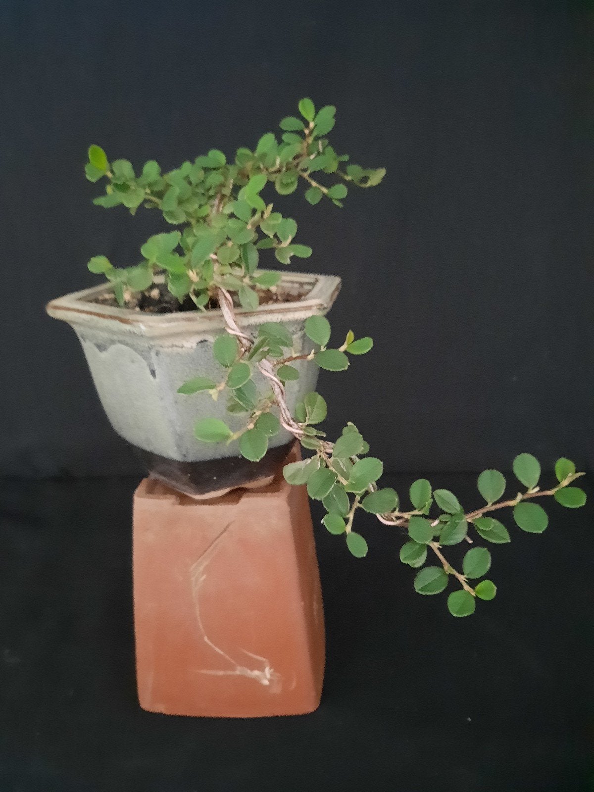 Bonsai Cotoneaster Dammeri, Tuin en Terras, Planten | Tuinplanten, Ophalen of Verzenden, Overige soorten, Volle zon