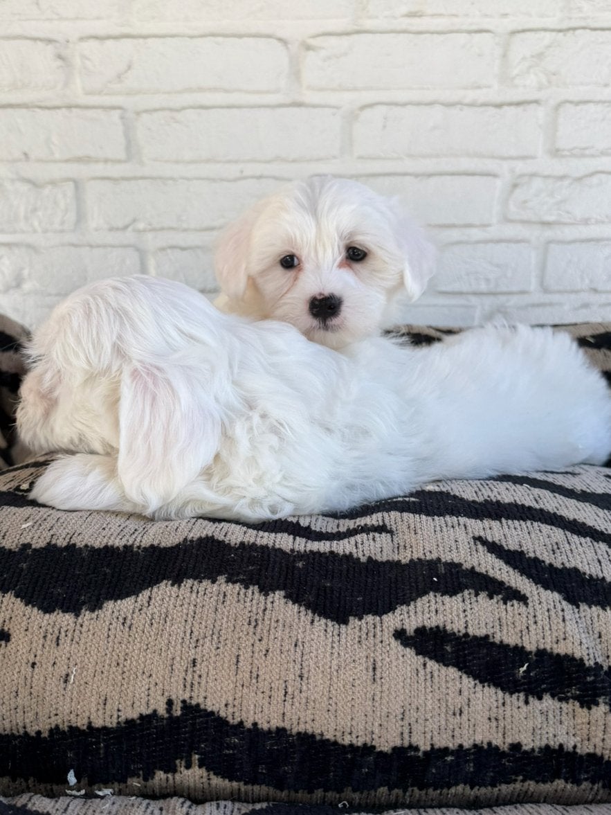 Maltezer pups reutjes, Parvo, Nederland, 8 tot 15 weken, Meerdere