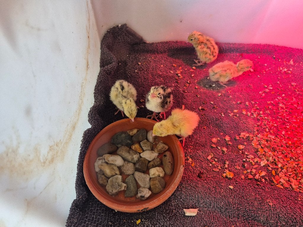 pluimvee, Dieren en Toebehoren, Pluimvee, Vrouwelijk, Overige soorten