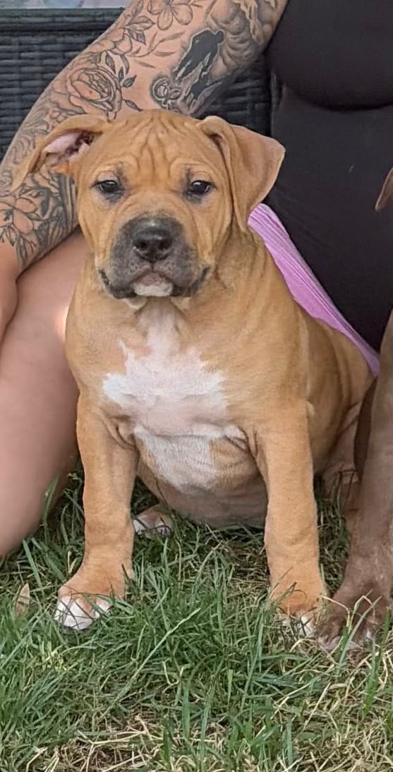 American Bully XL puppy, Parvo, België, Particulier, Overige rassen