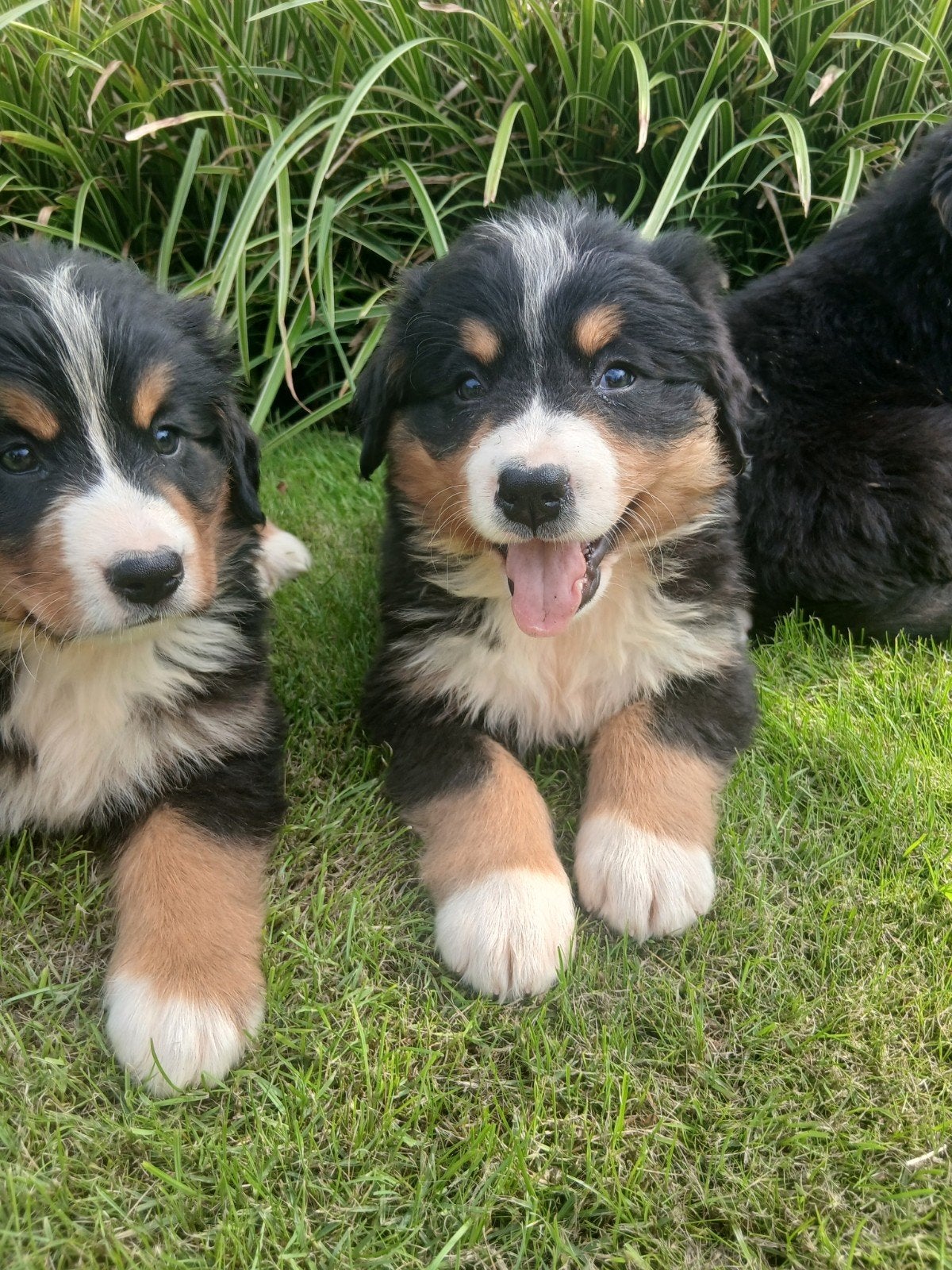 Geweldig mooie, lieve Berner Sennen pups, 8 tot 15 weken, Meerdere, Meerdere dieren, Nederland