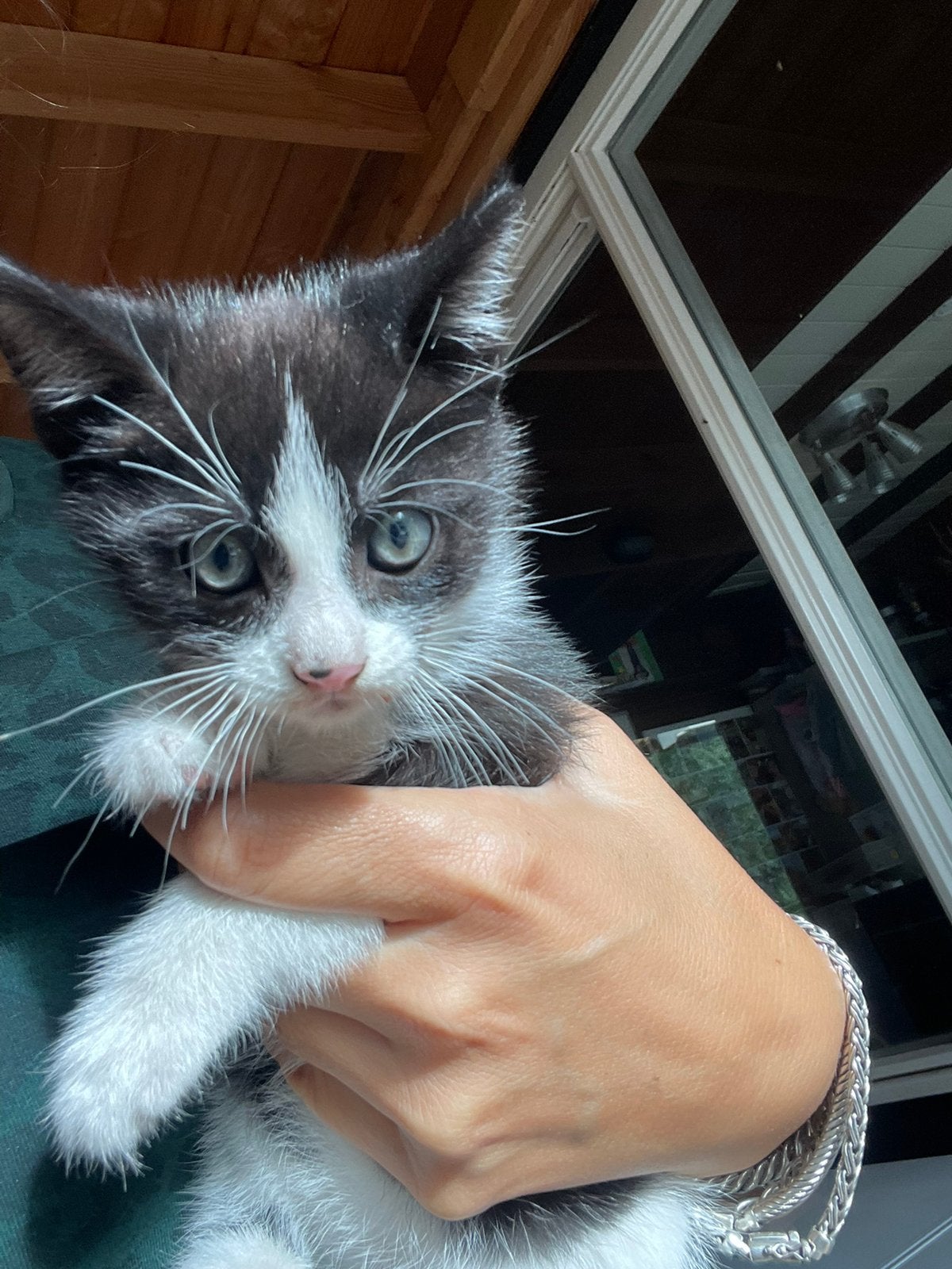 2 katertjes, Dieren en Toebehoren, Katten en Kittens | Overige Katten, Kater