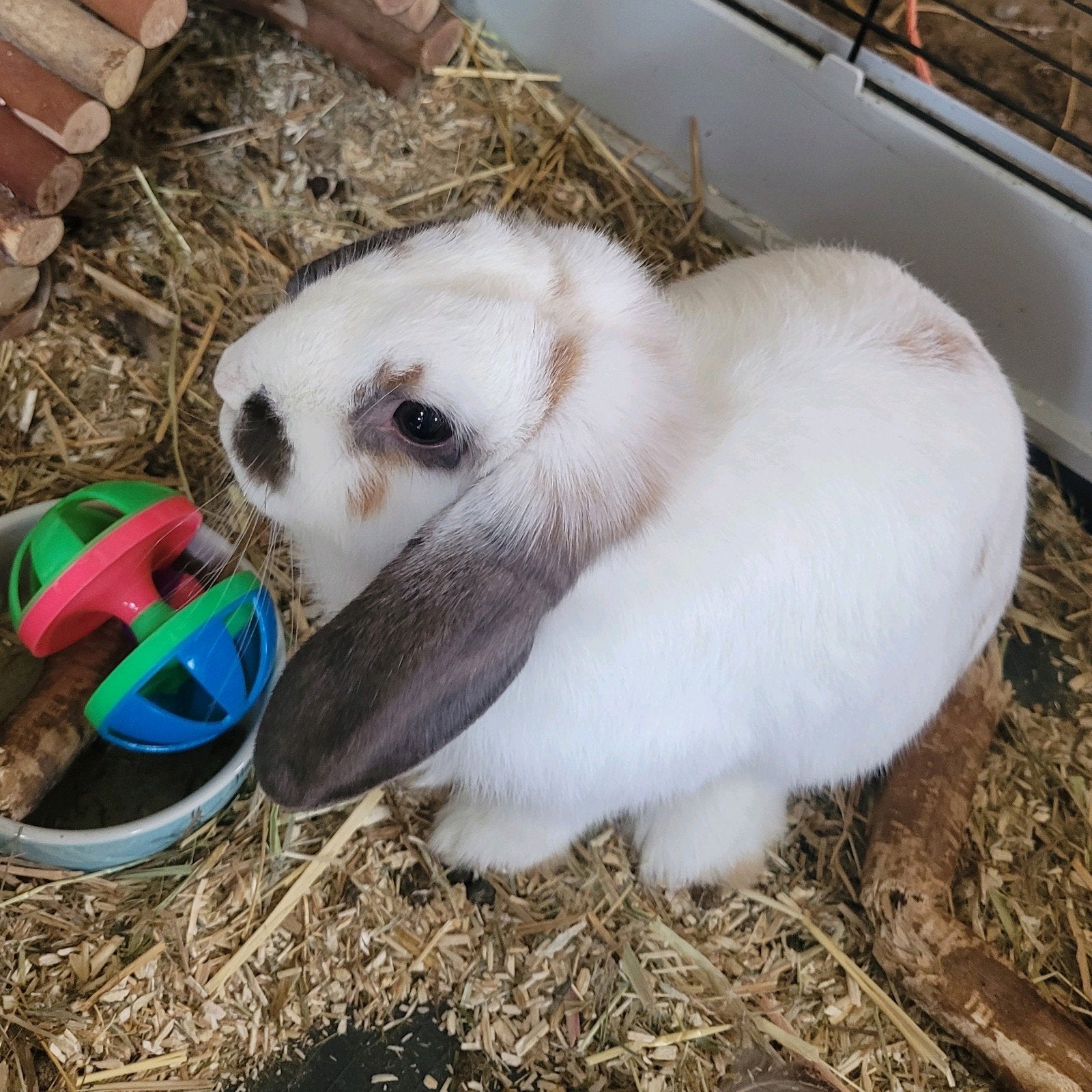 Hangoor konijn, Vrouwelijk, Middelgroot, Hangoor, 0 tot 2 jaar