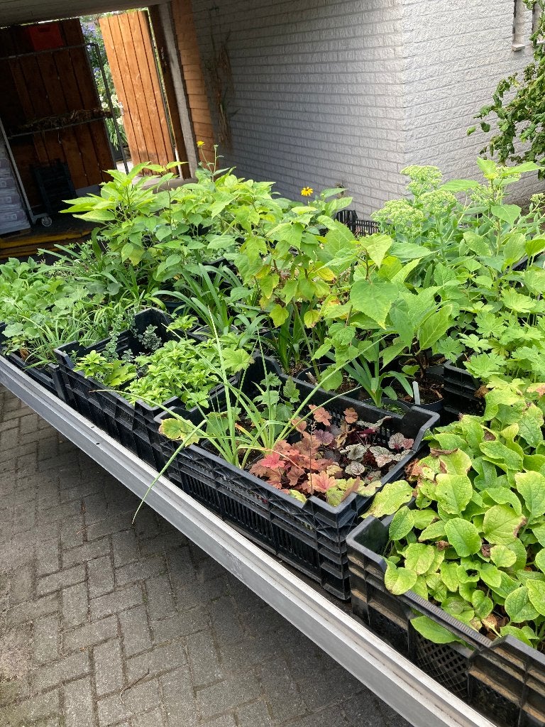 vaste planten, Volle zon, Vaste plant, Zomer, Ophalen