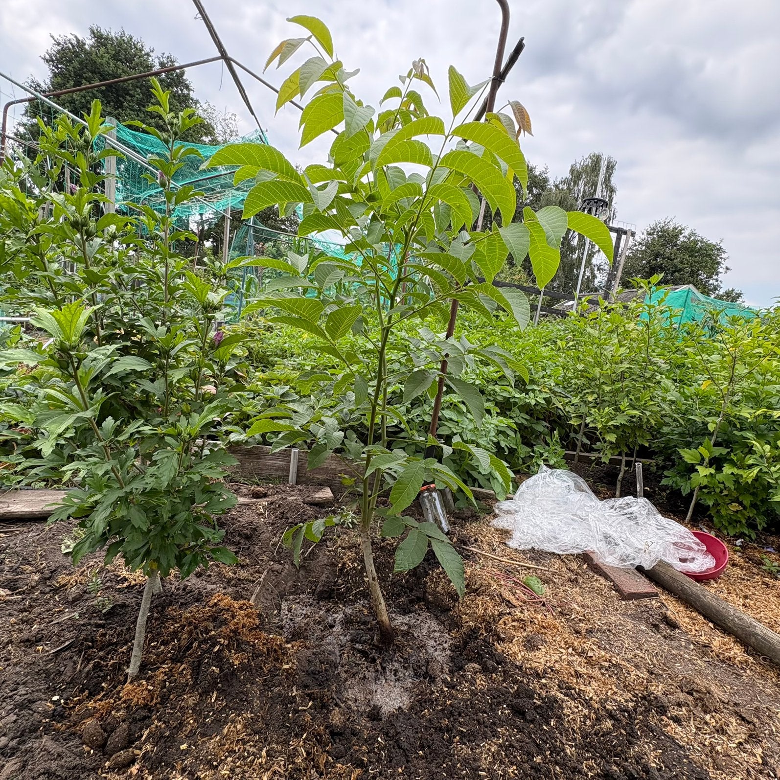 Walnoten boompje, Tuin en Terras, Planten | Bomen, Ophalen, Volle zon, Overige soorten