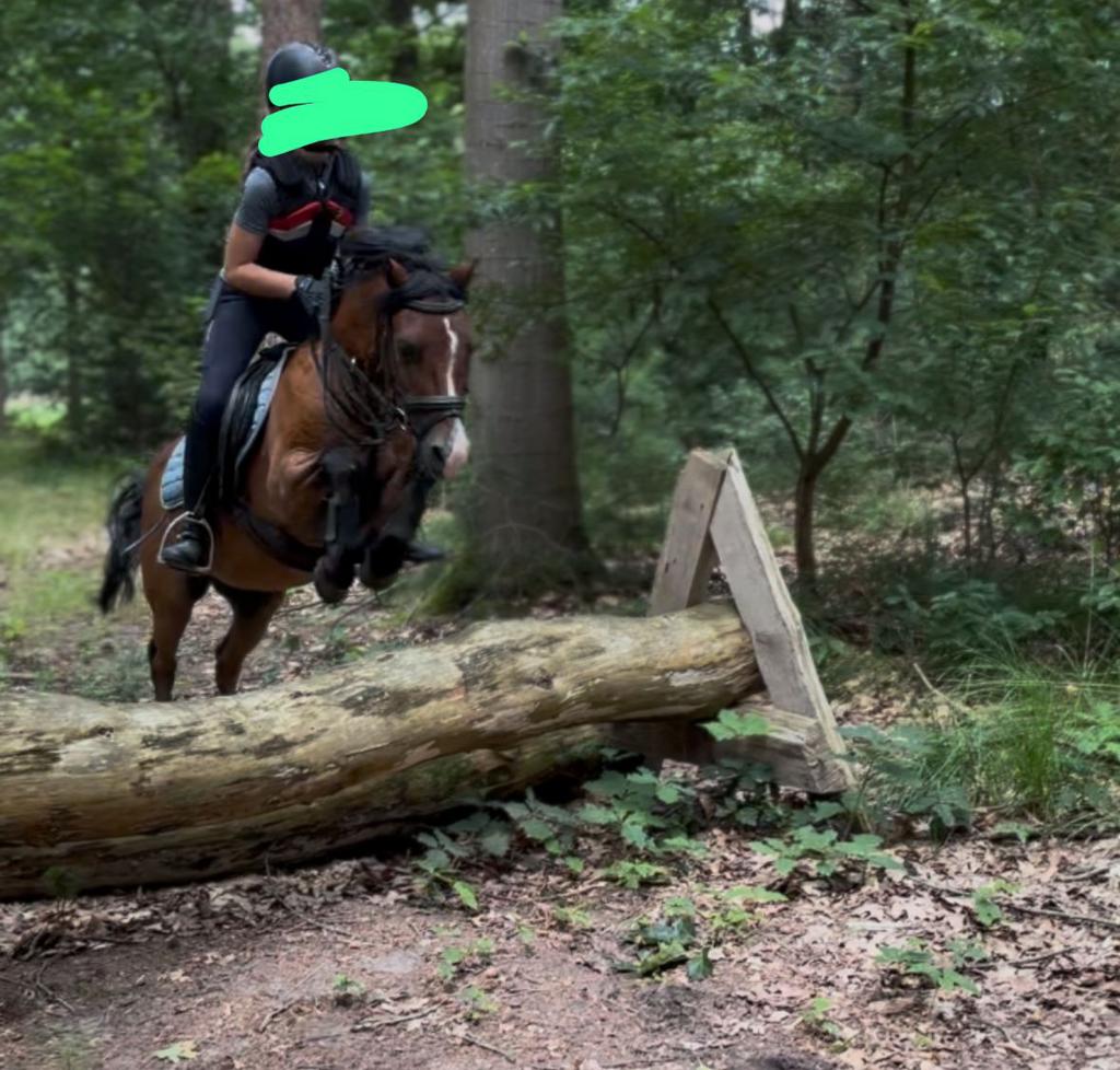 VERZORGPONY AANGEBODEN, Dieren en Toebehoren, Ophalen of Verzenden, Zo goed als nieuw