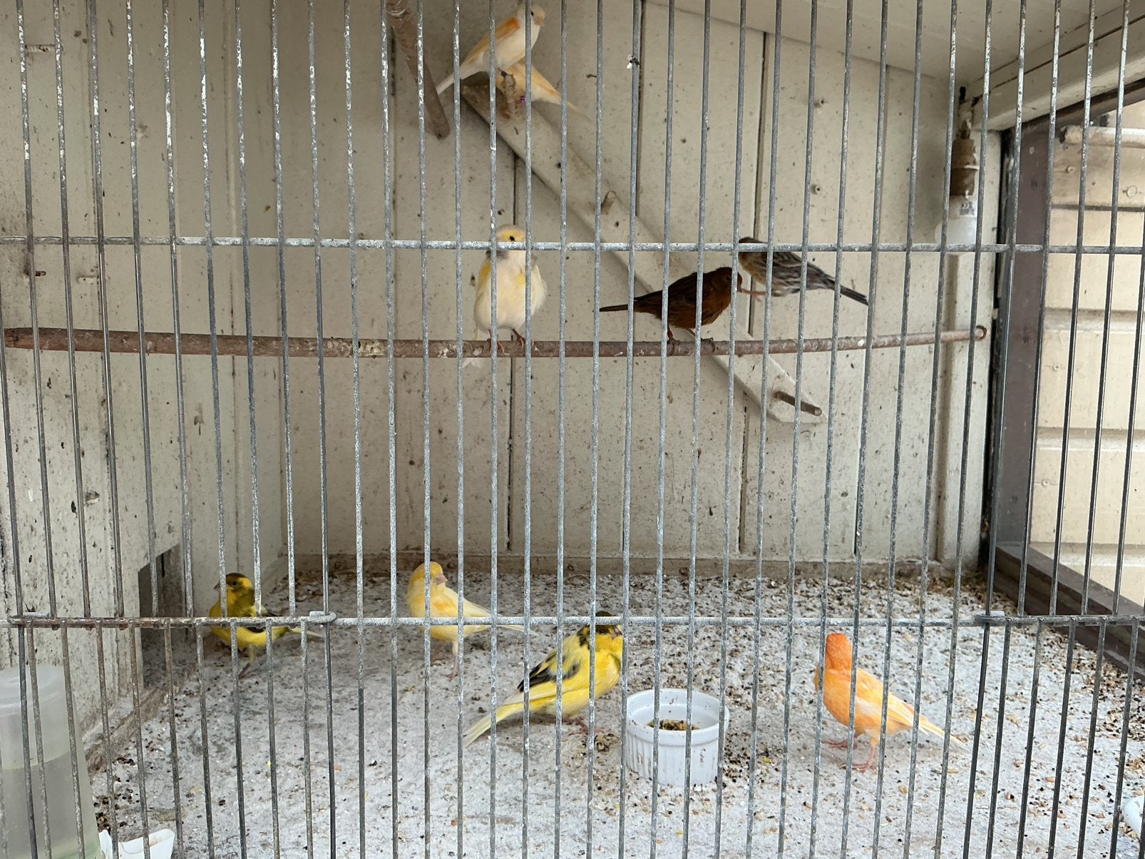 Wegens beëindiging van mijn hobby  9 kanaries, Meerdere dieren