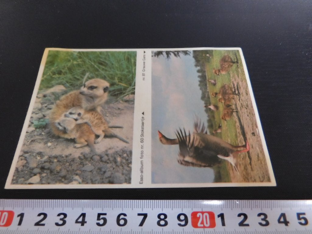 sticker esso foto #60 stokstaartje #81 grauwe gans, Ophalen, Zo goed als nieuw