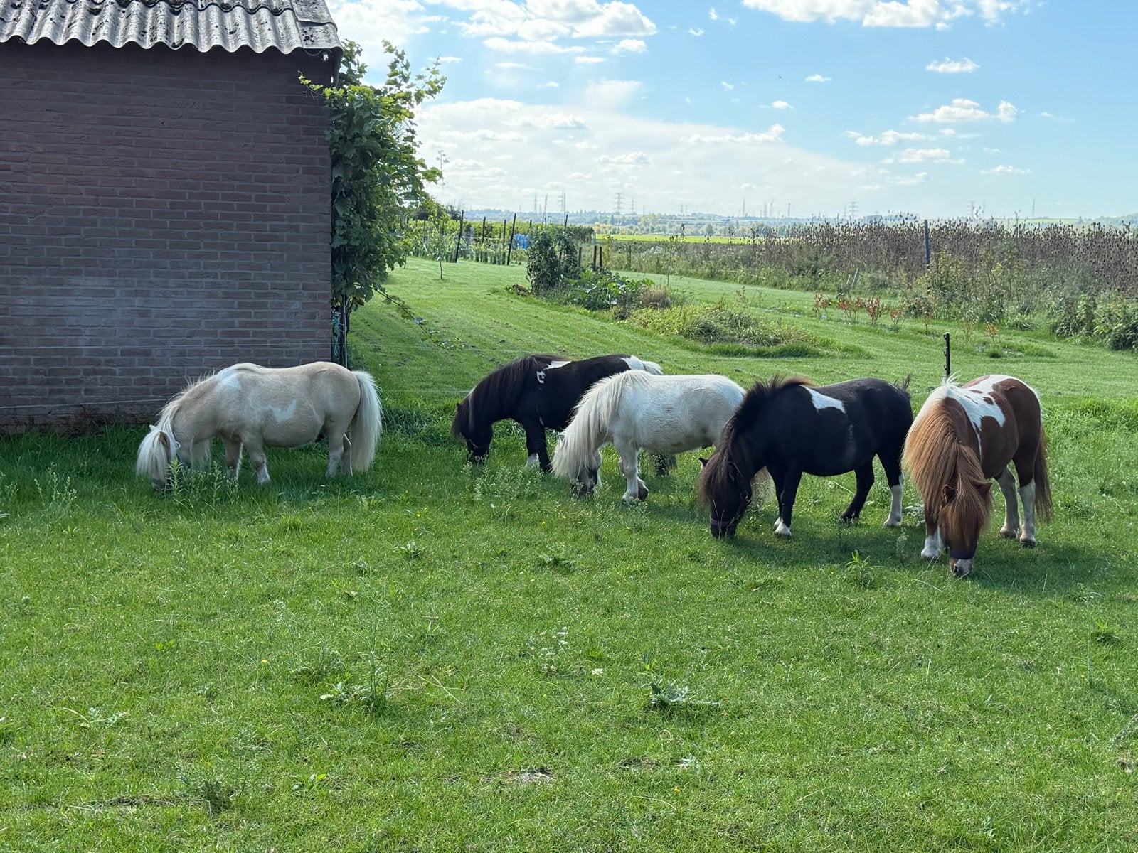 Te Koop: mooie mini shetlanders, Dieren en Toebehoren