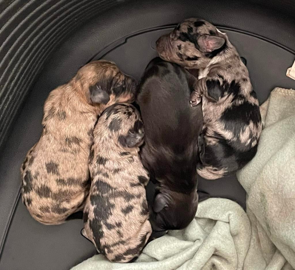 Unieke ruwharige dwerg teckels, Dieren en Toebehoren, Parvo, België, Particulier, 8 tot 15 weken