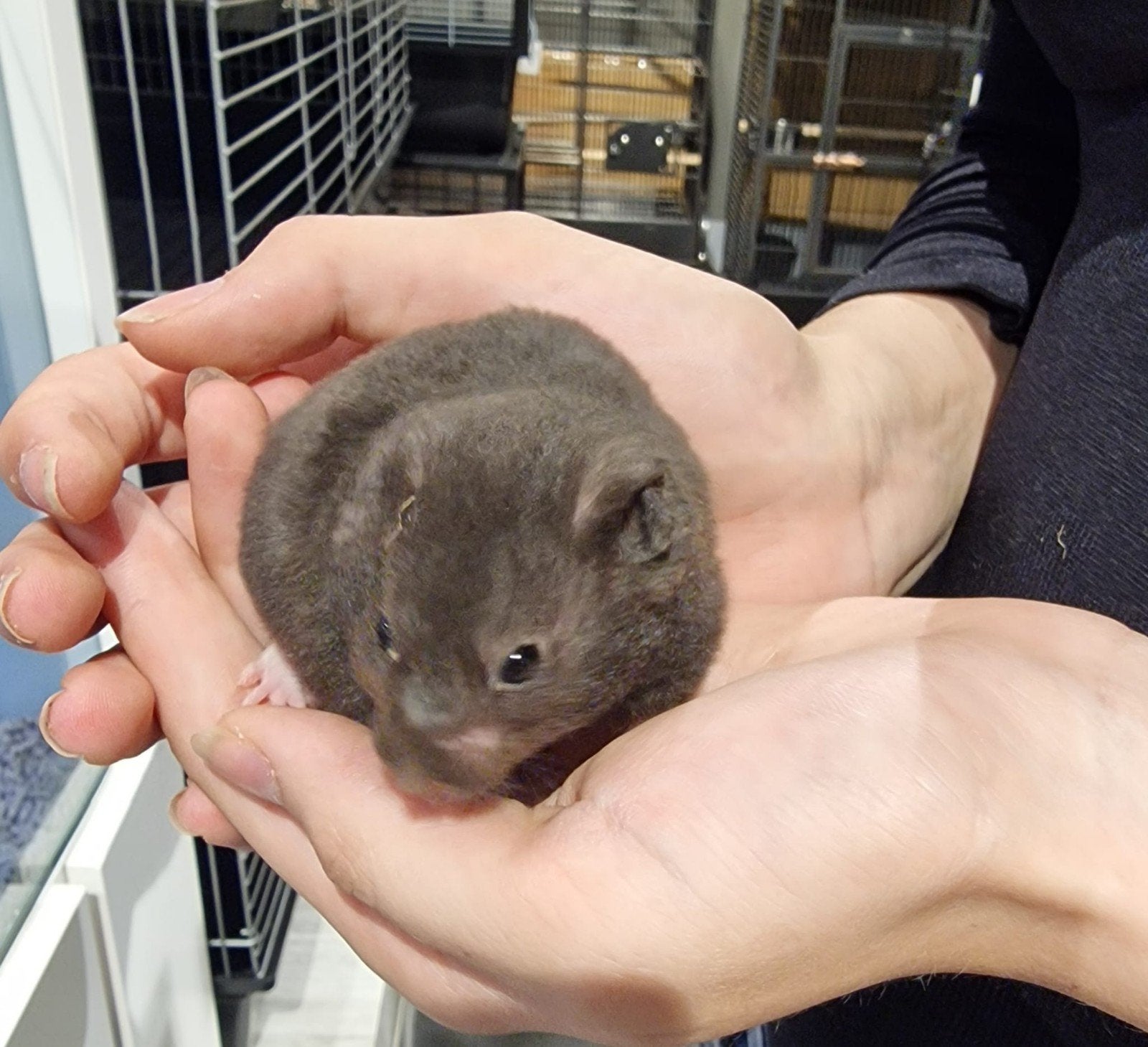 Foto 10 van Syrische hamsters super lief en super tam.