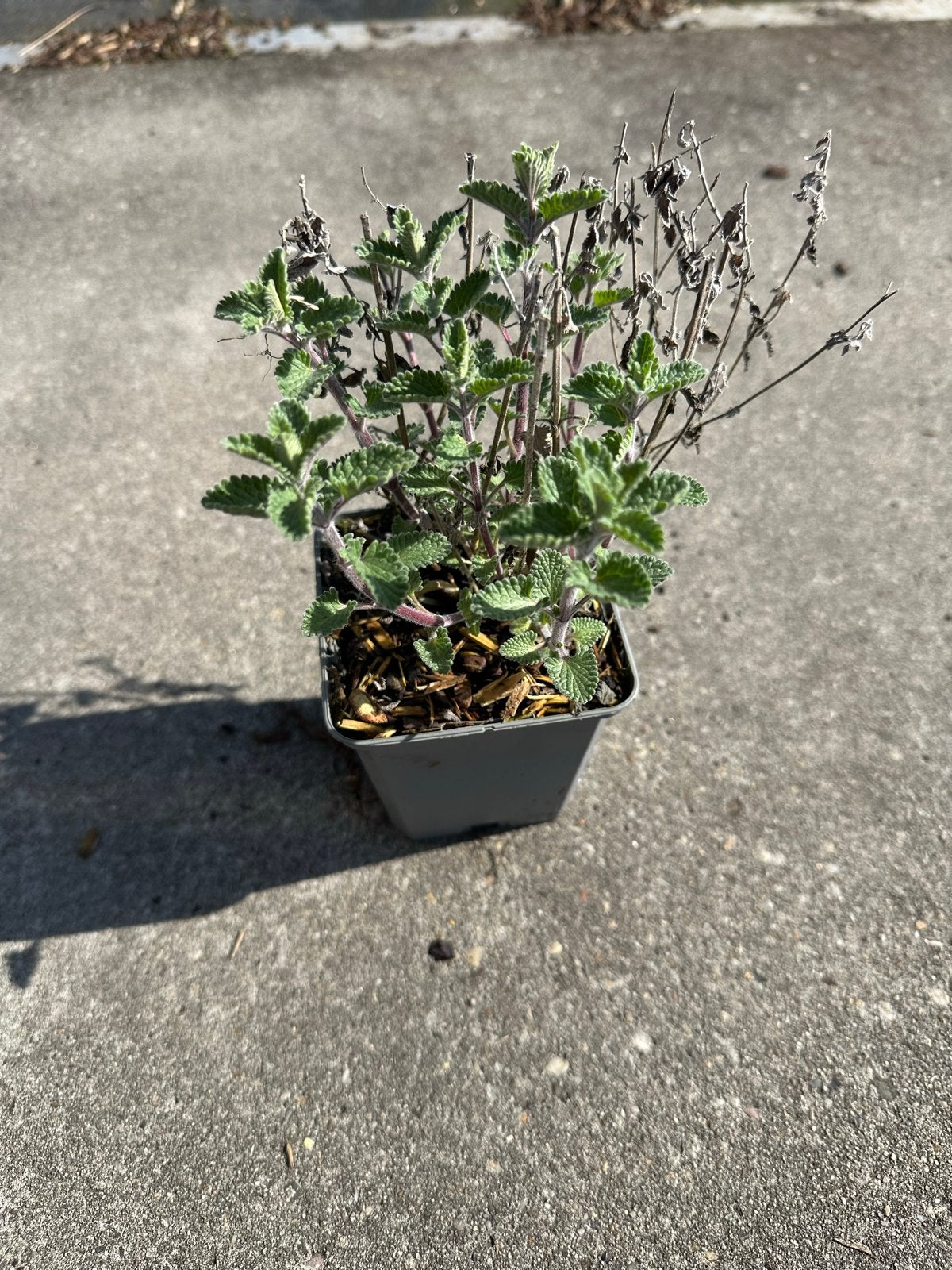 Nepeta 'Six Hills Giant, walkers low en pursian blue p9, Ophalen of Verzenden, Vaste plant, Overige soorten, Volle zon