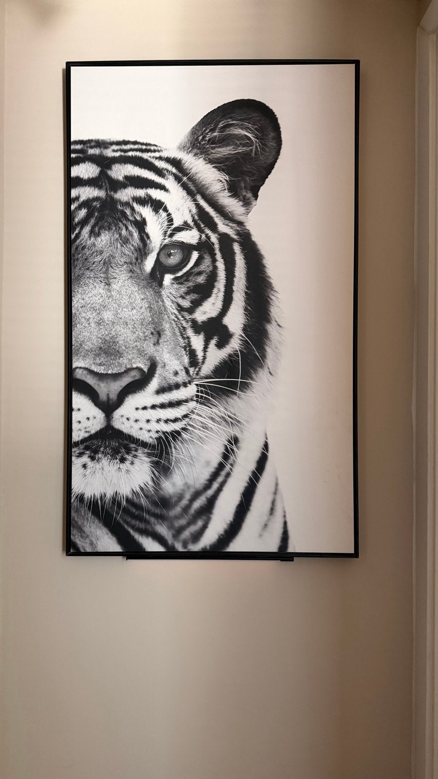 tijger zwart/wit   (met zwarte lijst), Ophalen, 75 – 100, 50 tot 75 cm, Print