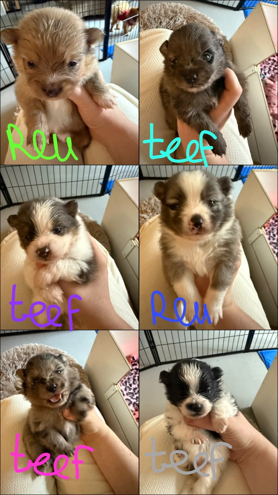Dwergkeeshond pups x Pomeranian, Dieren en Toebehoren, Parvo, Keeshond, 8 tot 15 weken, Meerdere