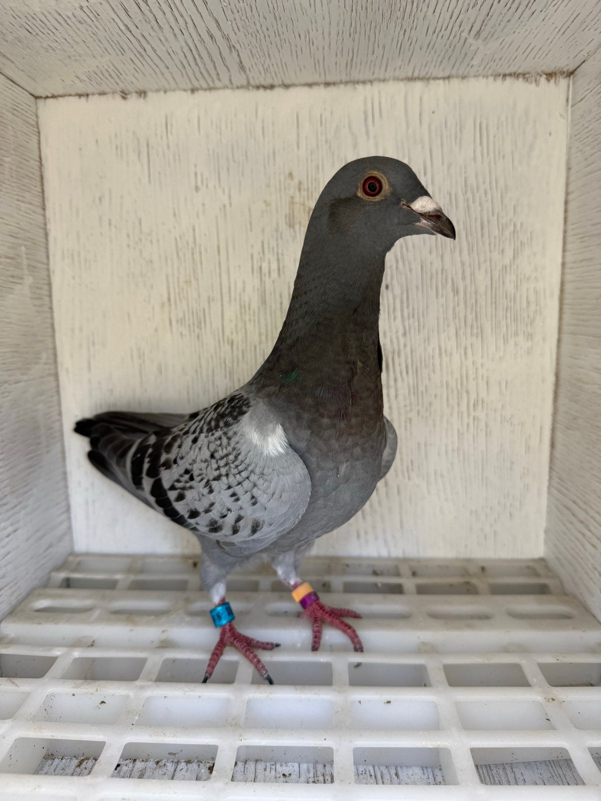 Postduiven, Dieren en Toebehoren