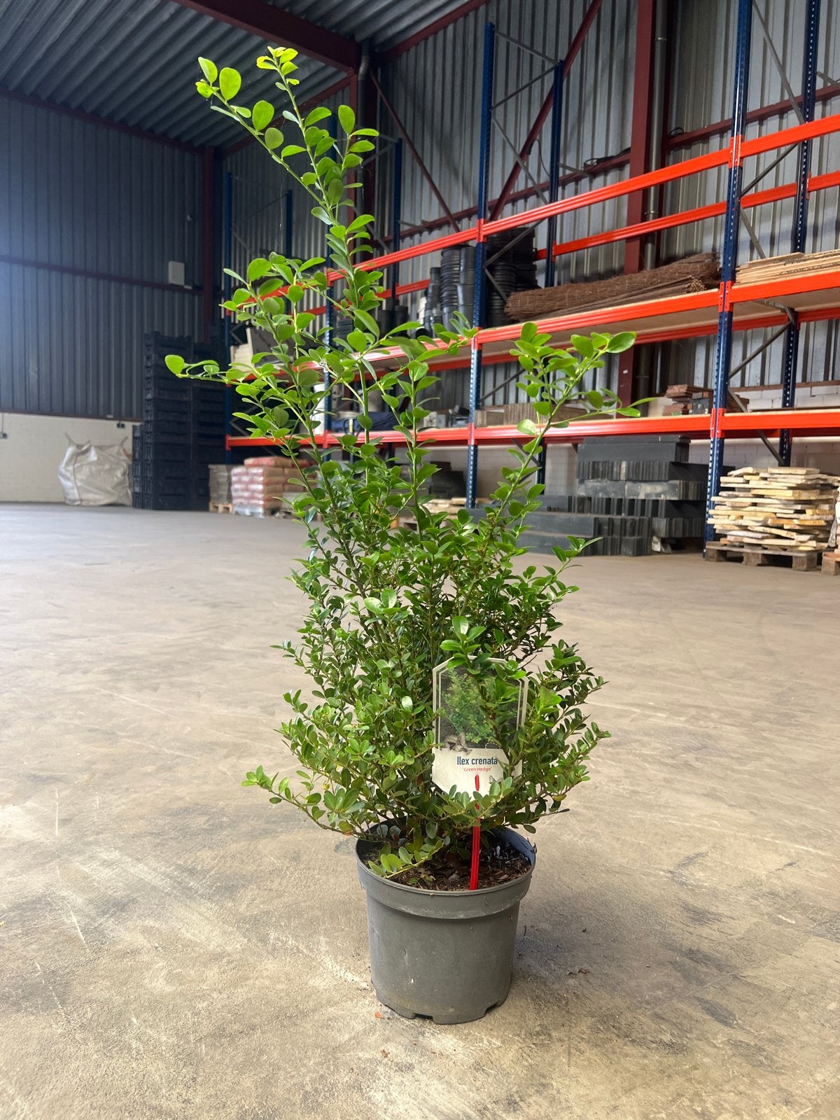 24x Ilex Crenata 100 cm - Buxusvervanger, Tuin en Terras, Vaste plant, Bloeit niet, Halfschaduw, Ophalen