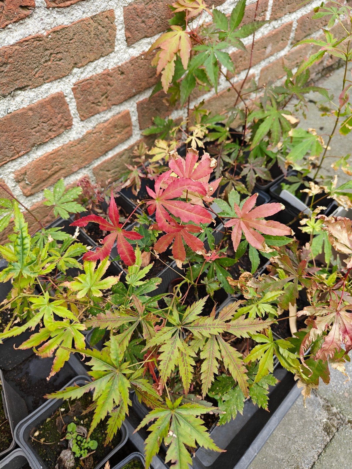 Japanse esdoorn bomen, ginko Biloba ,vijg, Ophalen of Verzenden, Bloeit niet, Overige soorten, Halfschaduw
