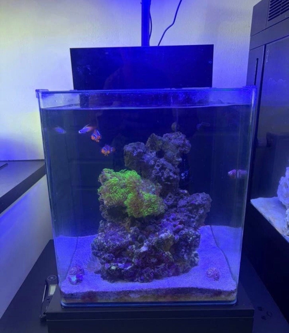 Blue marine 60 liter zeeaquarium met hele kleine lekkage., Dieren en Toebehoren, Ophalen, Zo goed als nieuw, Leeg aquarium