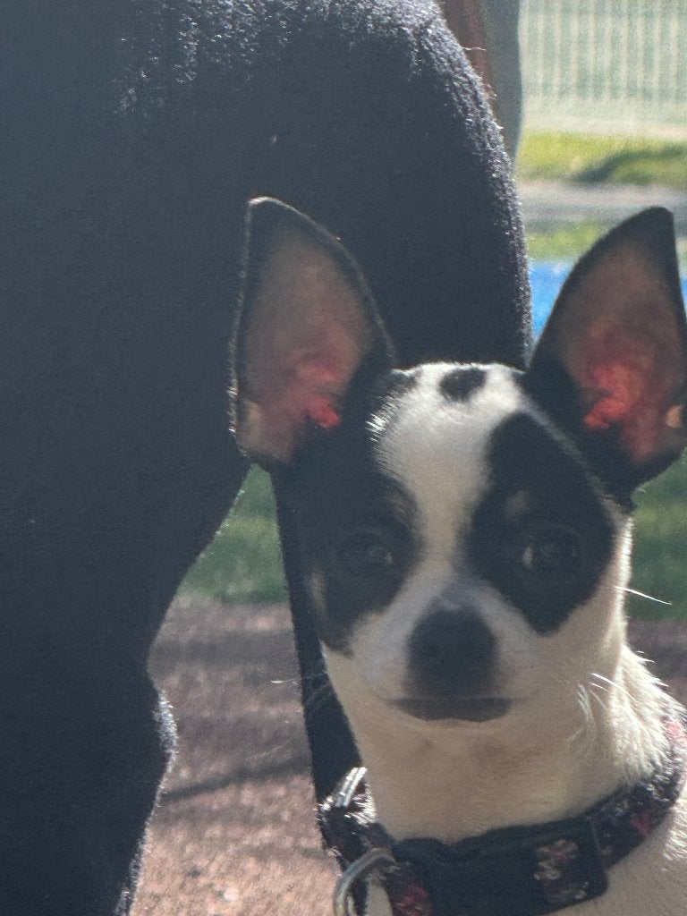 Chihuahua zoek nieuwe baas, 15 weken tot 1 jaar, Reu, Eén hond, Chihuahua