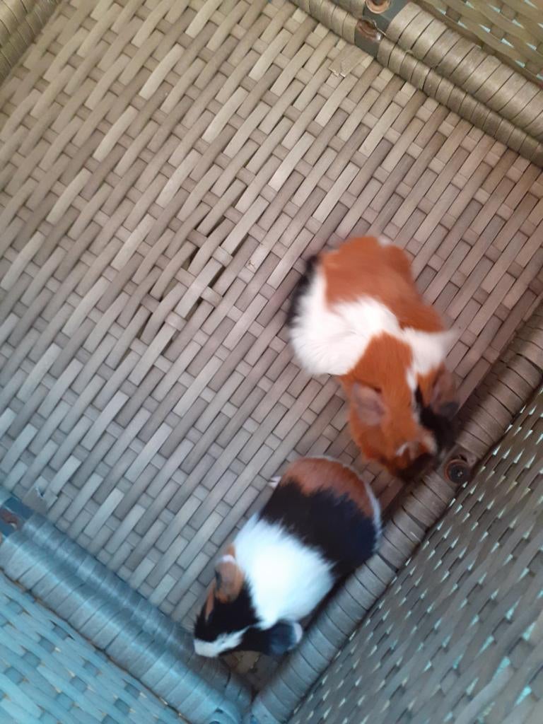 Baby cavia, Vrouwelijk, Tam, Maart, Cavia