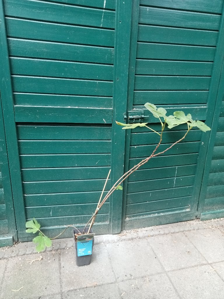 VIJGENPLANT VIJG, Ophalen, Minder dan 100 cm, Volle zon, In pot