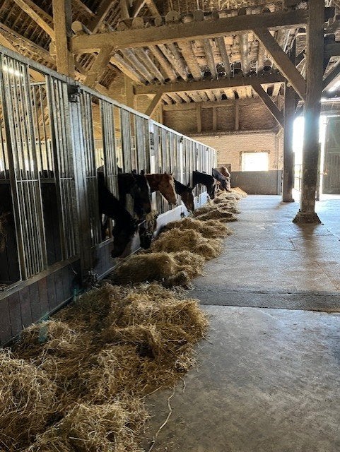 Veulenopfok Zuid-Beijerland heeft nog plekken beschikbaar, Weidegang, 4 paarden of pony's of meer