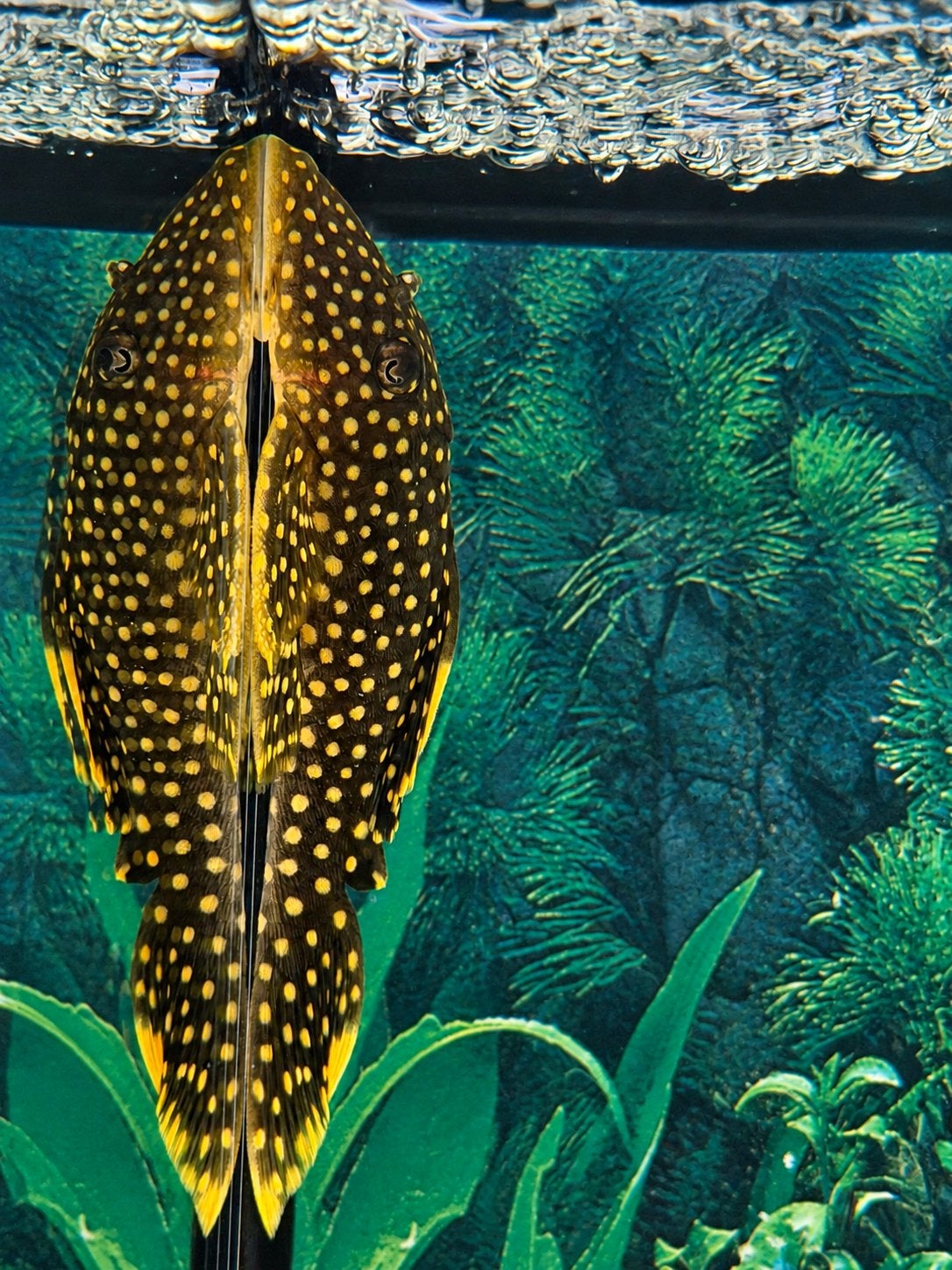 L018 Gold Nugget Pleco - Algeneter - Cichla - MBU, Vis