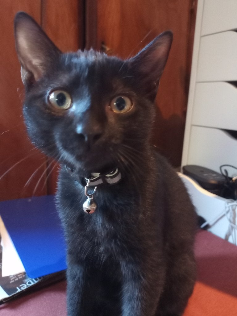 Laatste van het nest, zwarte 25% ragdoll dame zoekt gezin, Meerdere dieren, Kortharig, 0 tot 2 jaar