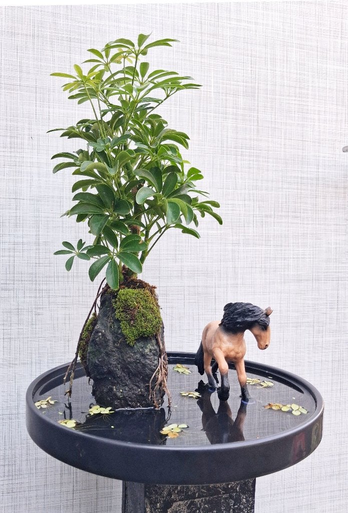 Bonsai Schefflera- Vingerplant Op steen In Water-Paard, Ophalen, Halfschaduw, In pot, Minder dan 100 cm
