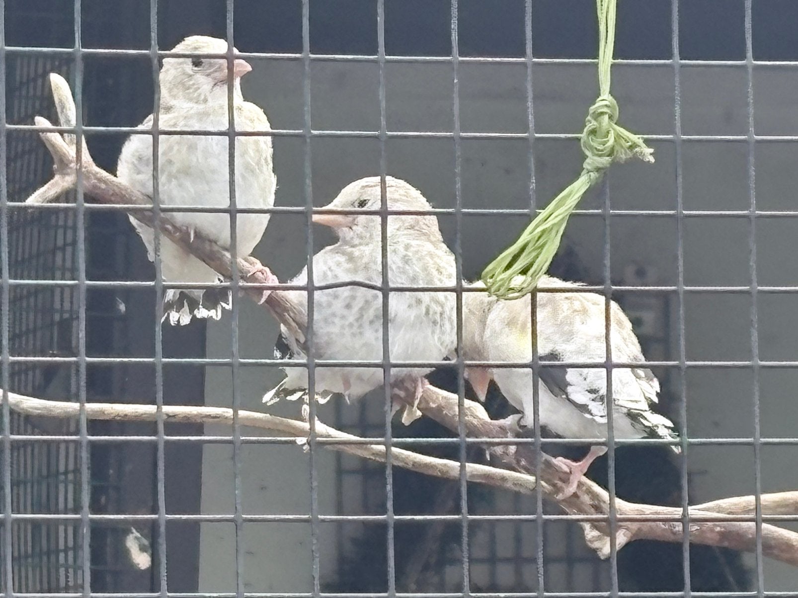 Majoor putters kweek 2026 met DNA, Meerdere dieren, Wildzangvogel