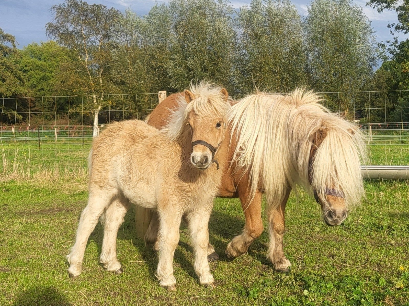 Mini shetlander hengstveulen (NSPS), Dieren en Toebehoren, Met stamboom, Niet van toepassing, 0 tot 2 jaar, Hengst
