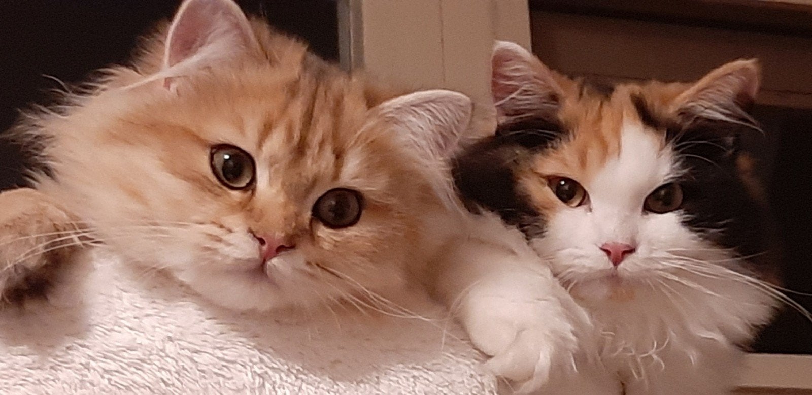 nog 1 lief Britje beschikbaal, Kater, Ontwormd, 0 tot 2 jaar
