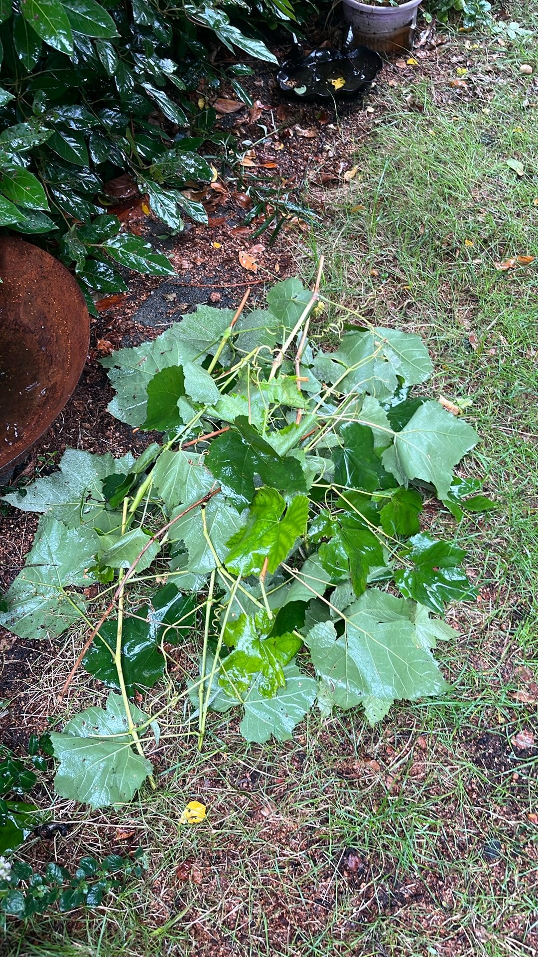 Druivenblad voor dolma’s, Tuin en Terras, Ophalen, Overige soorten