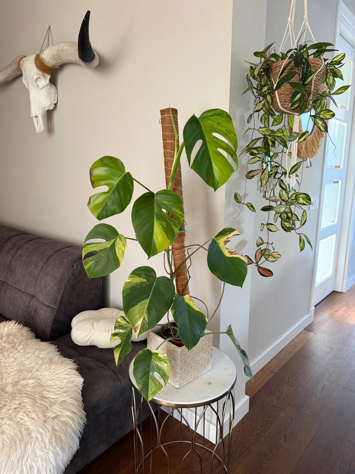 Monstera Deliciosa Variegata Aurea - Prachtige Kamerplant, Ophalen, 100 tot 150 cm, Overige soorten, Halfschaduw