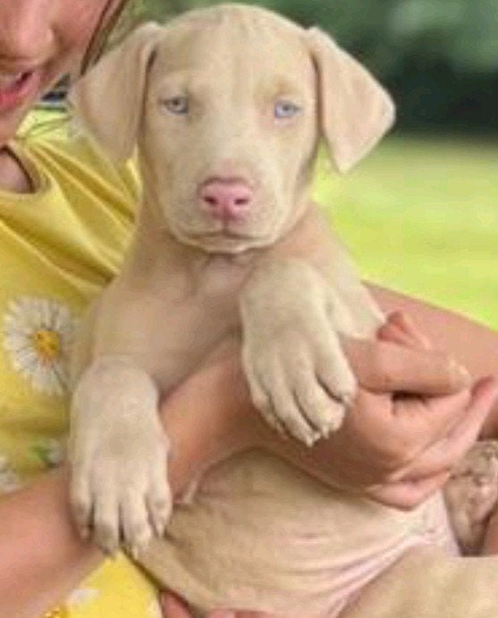 Witte Dobermann pup, België, Fokker | Hobbymatig, Overige rassen, 8 tot 15 weken