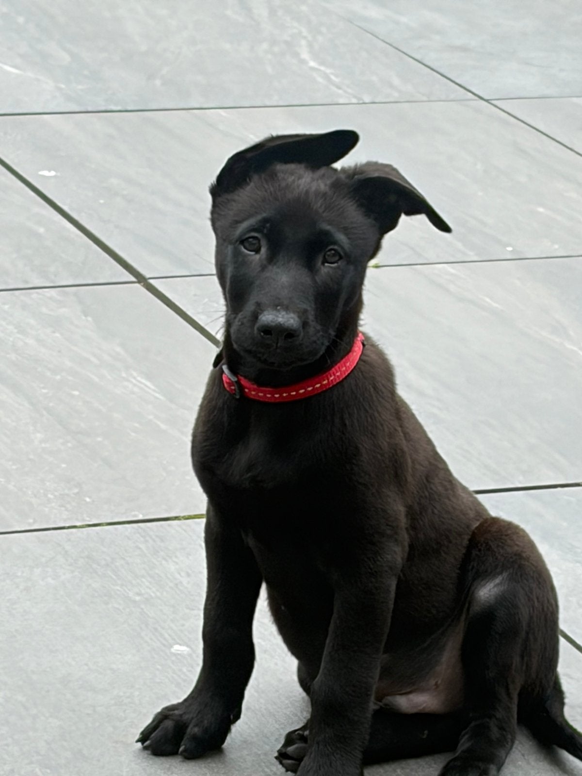 Mechelse herder pup zwart, Dieren en Toebehoren, Reu, 8 tot 15 weken, Groot, CDV (hondenziekte)