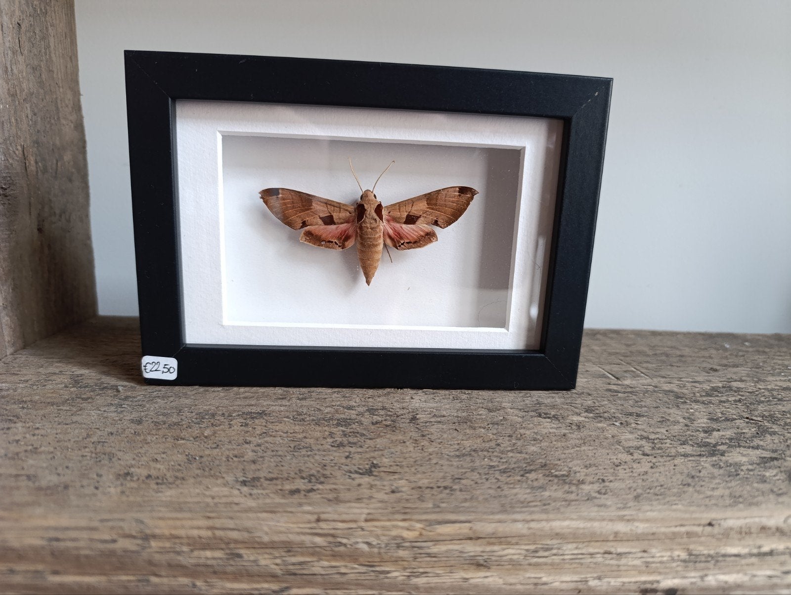 Eumorpha Achemon - Zelf geprepareerd in lijst!, Verzamelen, Ophalen, Insect, Opgezet dier