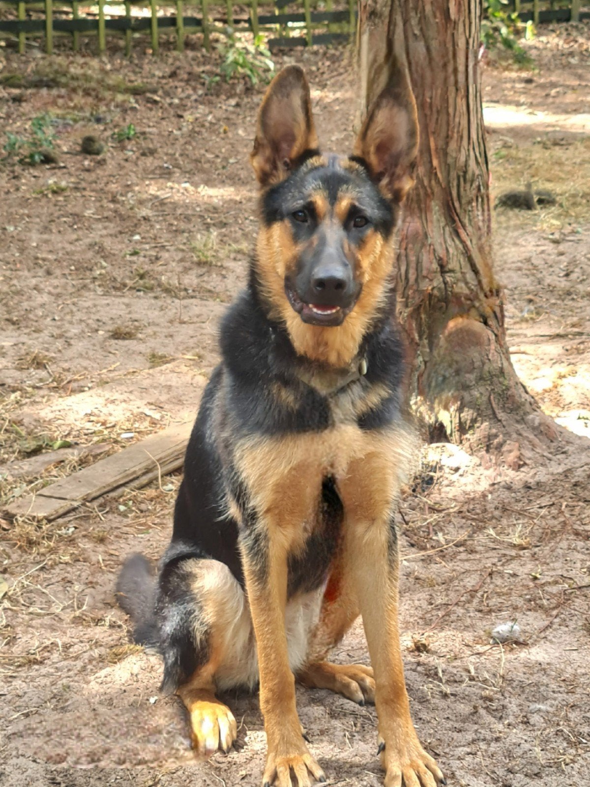 Duitse herder teef-11 manden., Dieren en Toebehoren, Honden | Herdershonden en Veedrijvers, Teef, Herder, Particulier, Eén hond