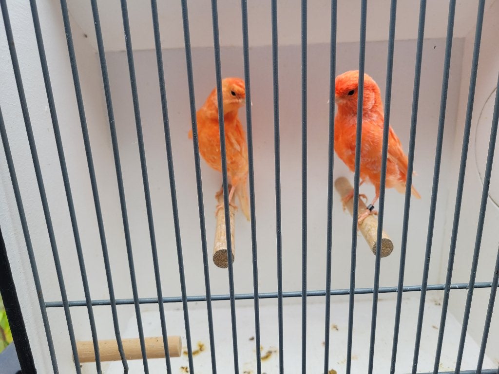 Rode kanaries, Kanarie, Meerdere dieren, Kleurkanarie