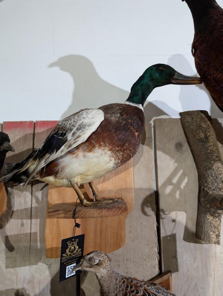opgezette wilde eend woerd fazant jacht vogel hert haan, Ophalen, Zo goed als nieuw, Vogel, Opgezet dier