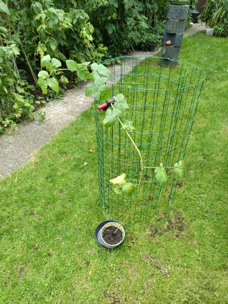 Frambozen planten, Tuin en Terras, Ophalen, Volle zon, Vaste plant, Fruitplanten