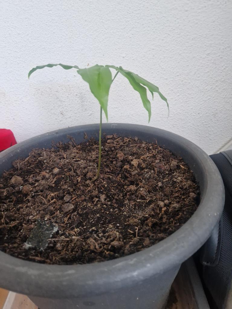 Knippa plant, Ophalen, Halfschaduw, Minder dan 100 cm