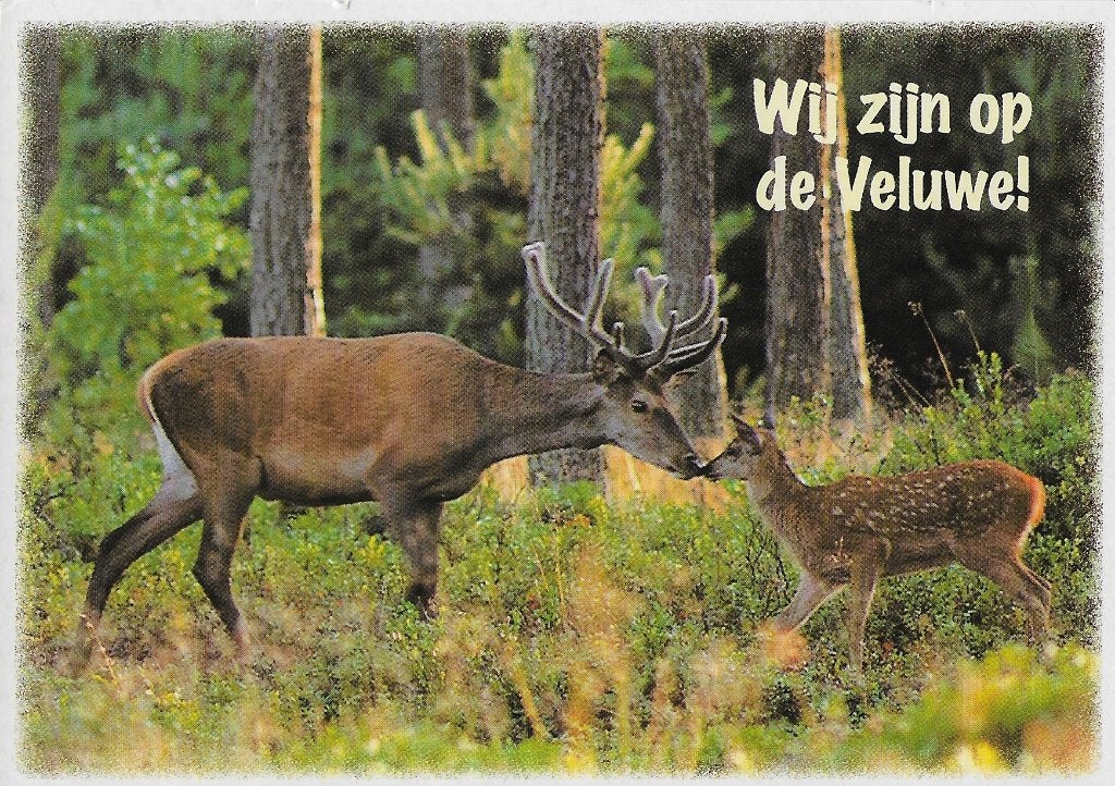 C01 gelopen ansichtkaart: wij zijn op de veluwe, Ophalen of Verzenden, 1980 tot heden, Gelopen, Gelderland