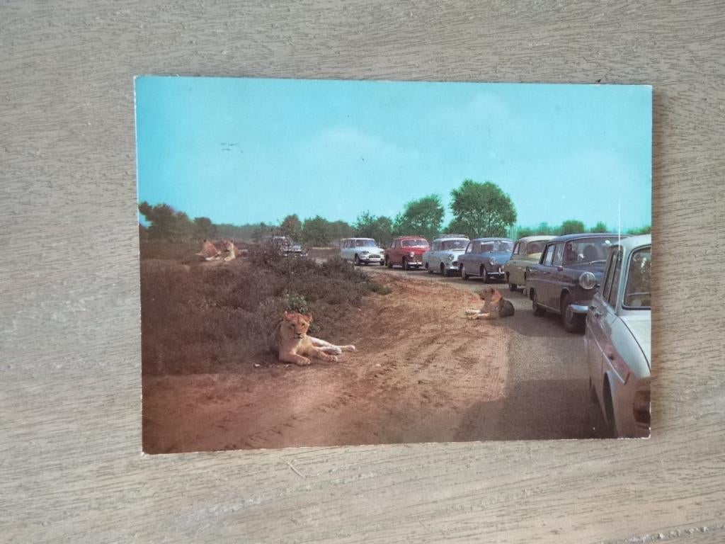 Hilvarenbeek, Beekse Bergen safari Leeuwenpark/auto 1970, Verzenden, 1960 tot 1980, Gelopen, Noord-Holland